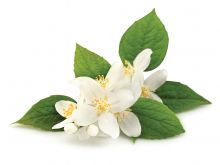 Jasmin