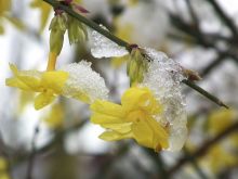 Jasmin