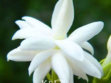 Jasmin