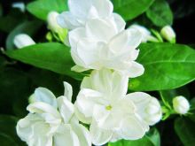 Jasmin