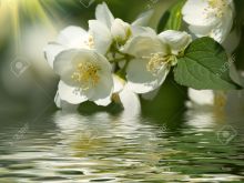 Jasmin