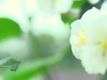 Jasmin