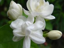 Jasmin
