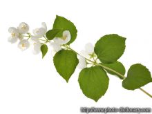 Jasmin