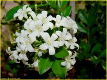 Jasmin