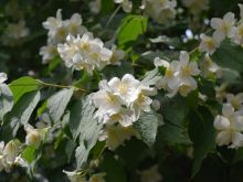 Jasmin