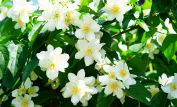 Jasmin