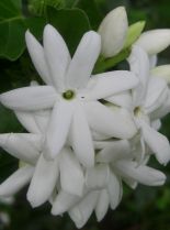 Jasmin