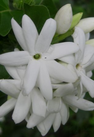 Jasmin