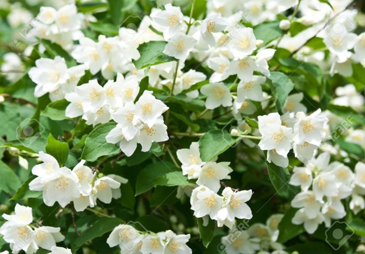 Jasmin