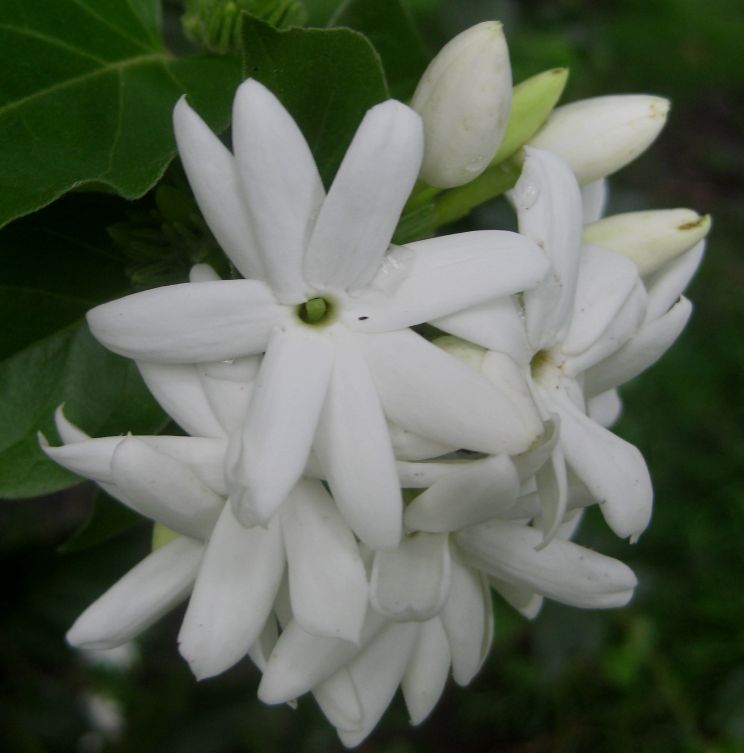 Jasmin