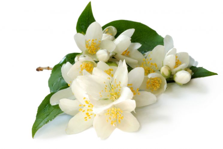 Jasmin