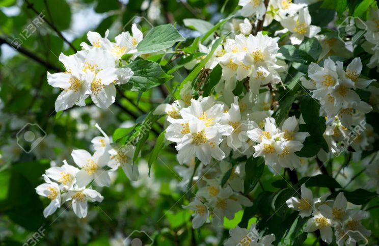 Jasmin