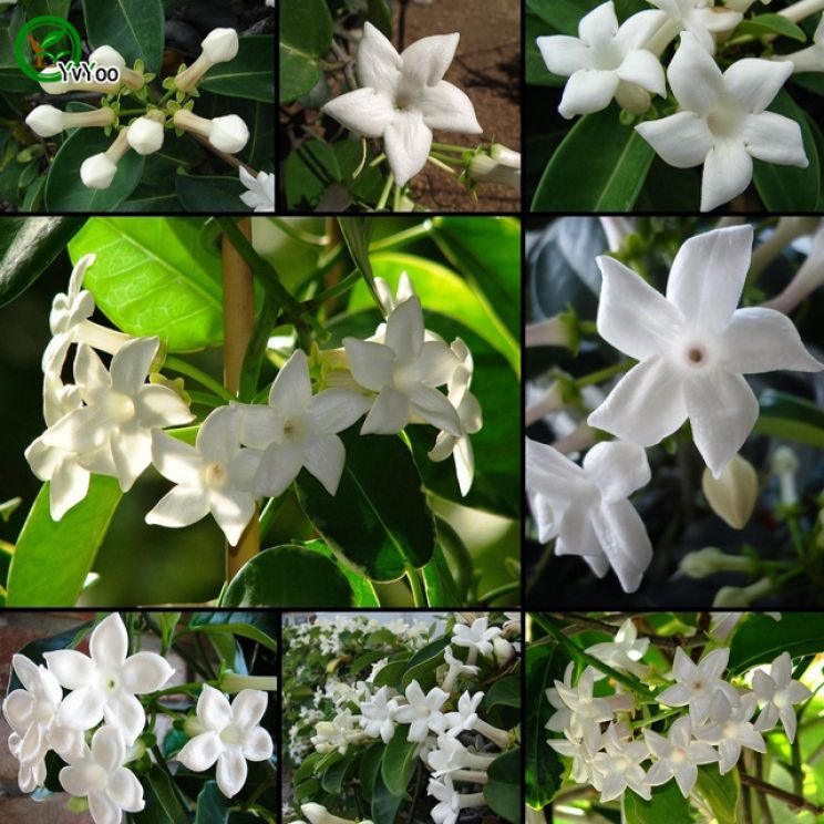 Jasmin