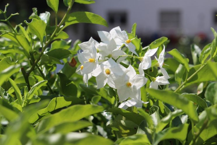 Jasmin