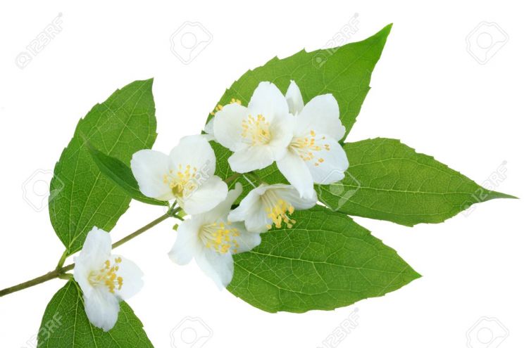 Jasmin