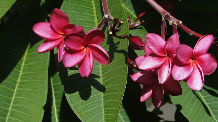 Jasmin