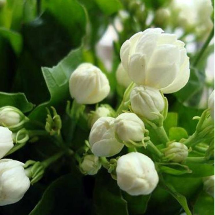 Jasmin