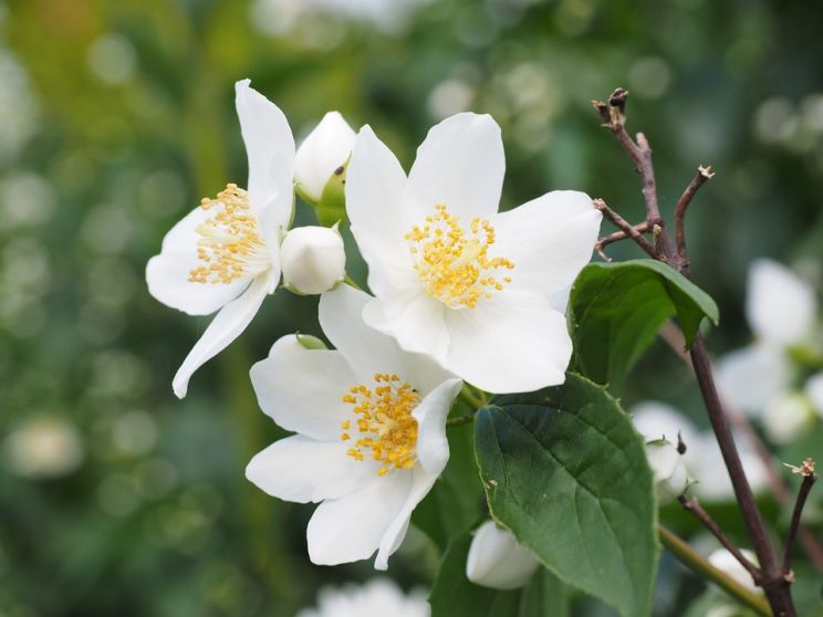 Jasmin