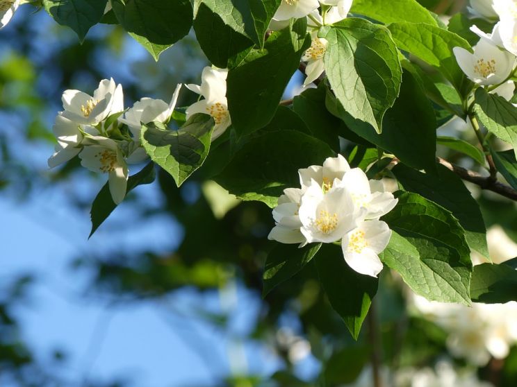 Jasmin