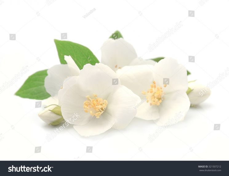 Jasmin