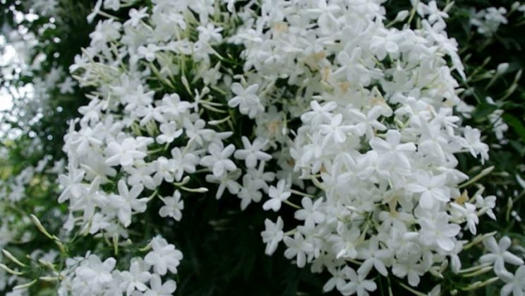Jasmin