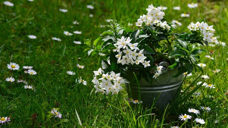 Jasmin