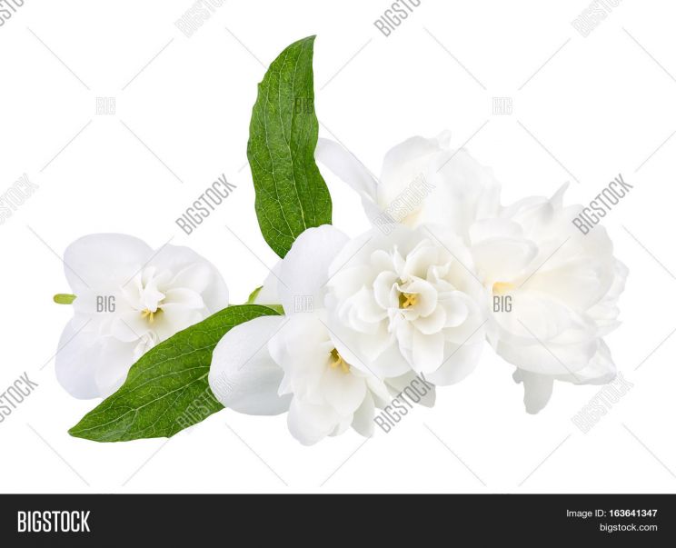 Jasmin