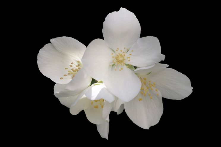 Jasmin