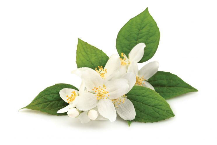 Jasmin