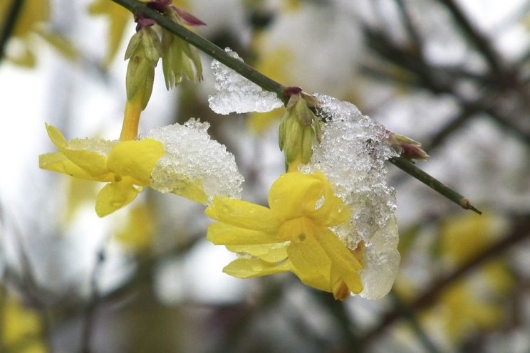 Jasmin
