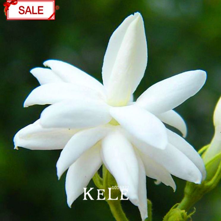 Jasmin