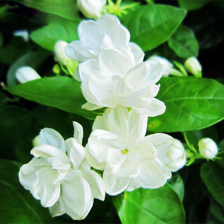 Jasmin