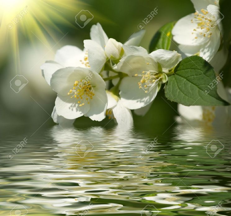 Jasmin