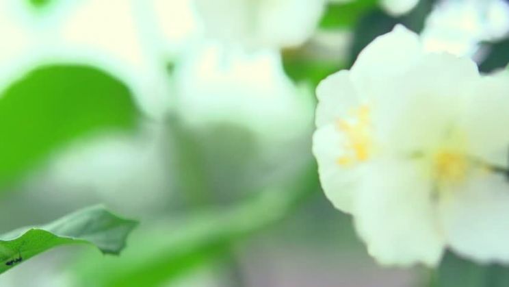 Jasmin