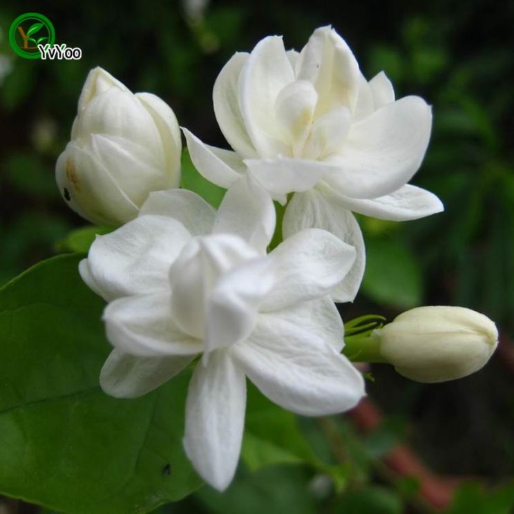 Jasmin