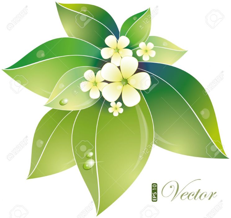 Jasmin