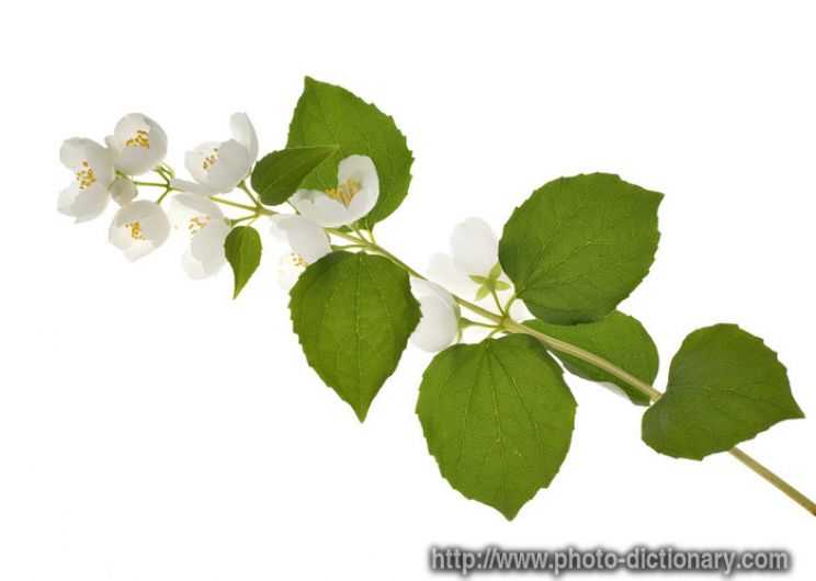 Jasmin