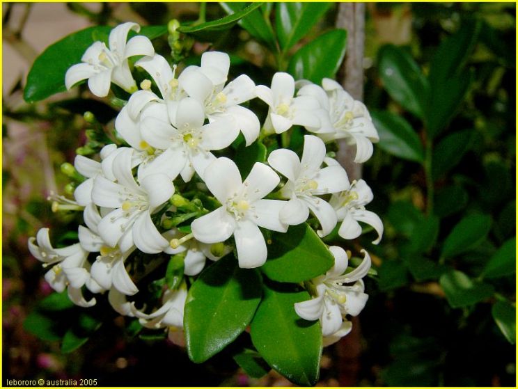 Jasmin