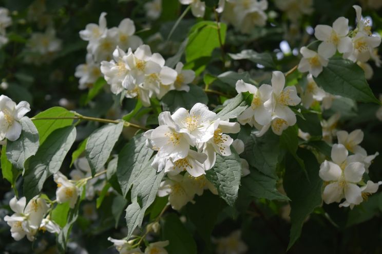 Jasmin