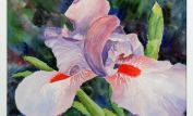 Jean Warren