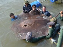 Jeff Corwin