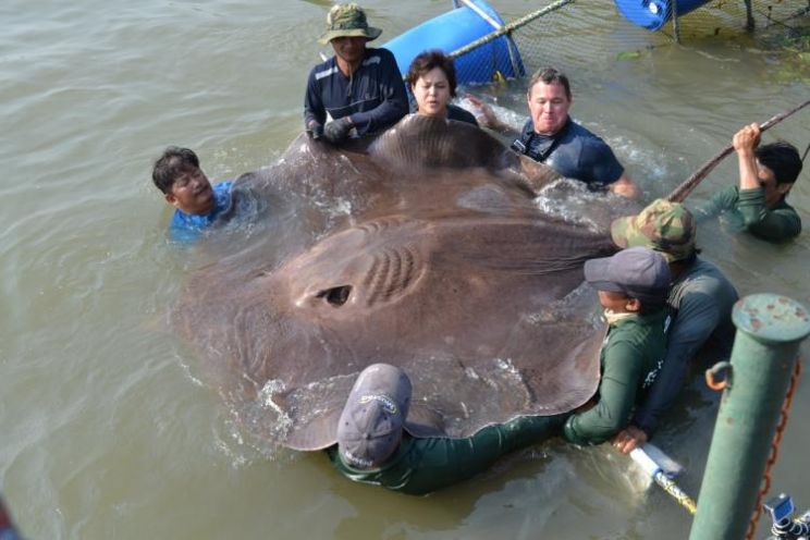Jeff Corwin