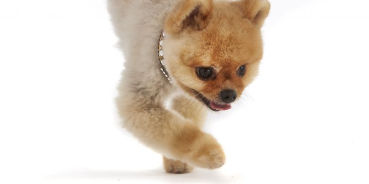 Jiff