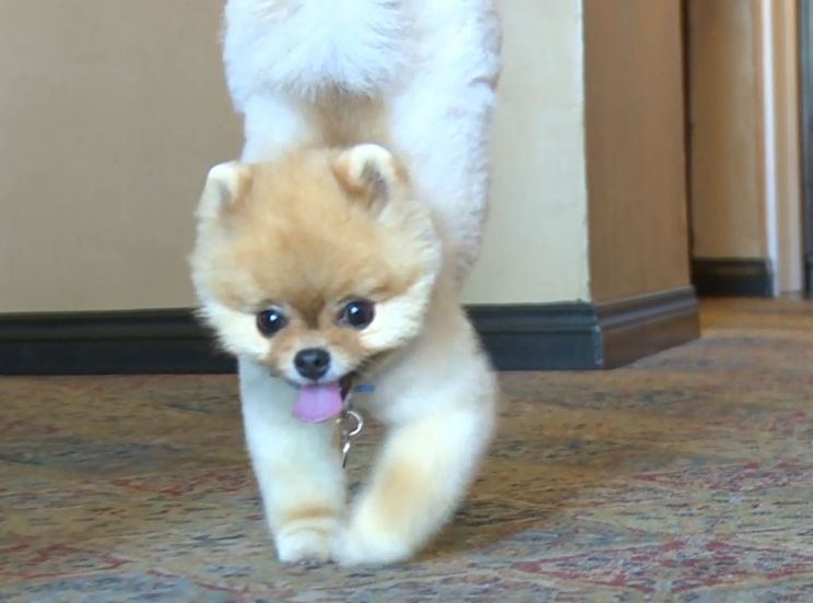 Jiff