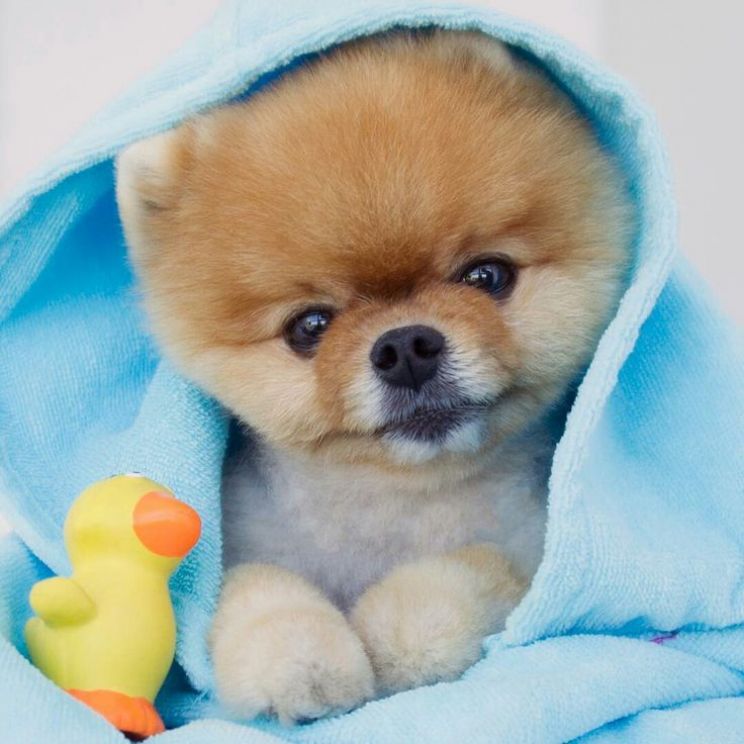 Jiff