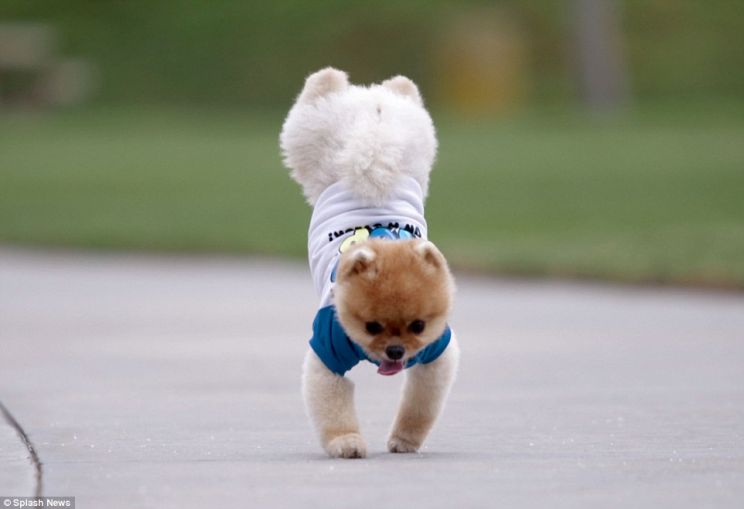 Jiff