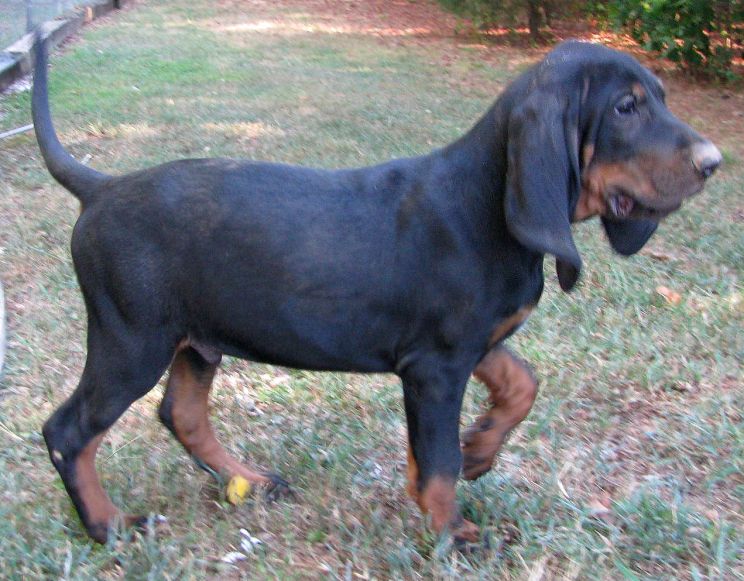 Jill the Dog