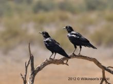 Jimmy the Crow