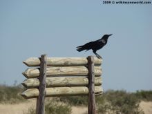 Jimmy the Crow